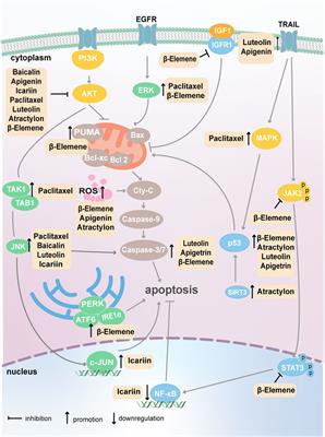 Targeting programmed cell death via active ingredients from natural plants: a promising approach to cancer therapy